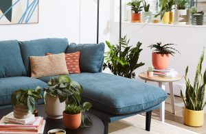 Living room with The Sill plants