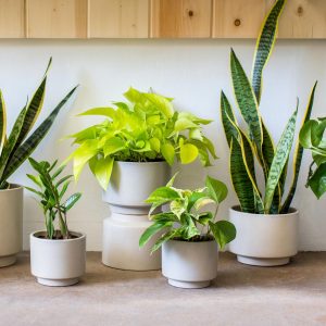 Photo of small plants by The Sill