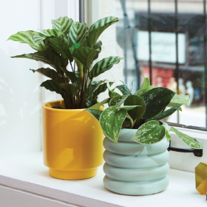 two small potted plants from The Sill